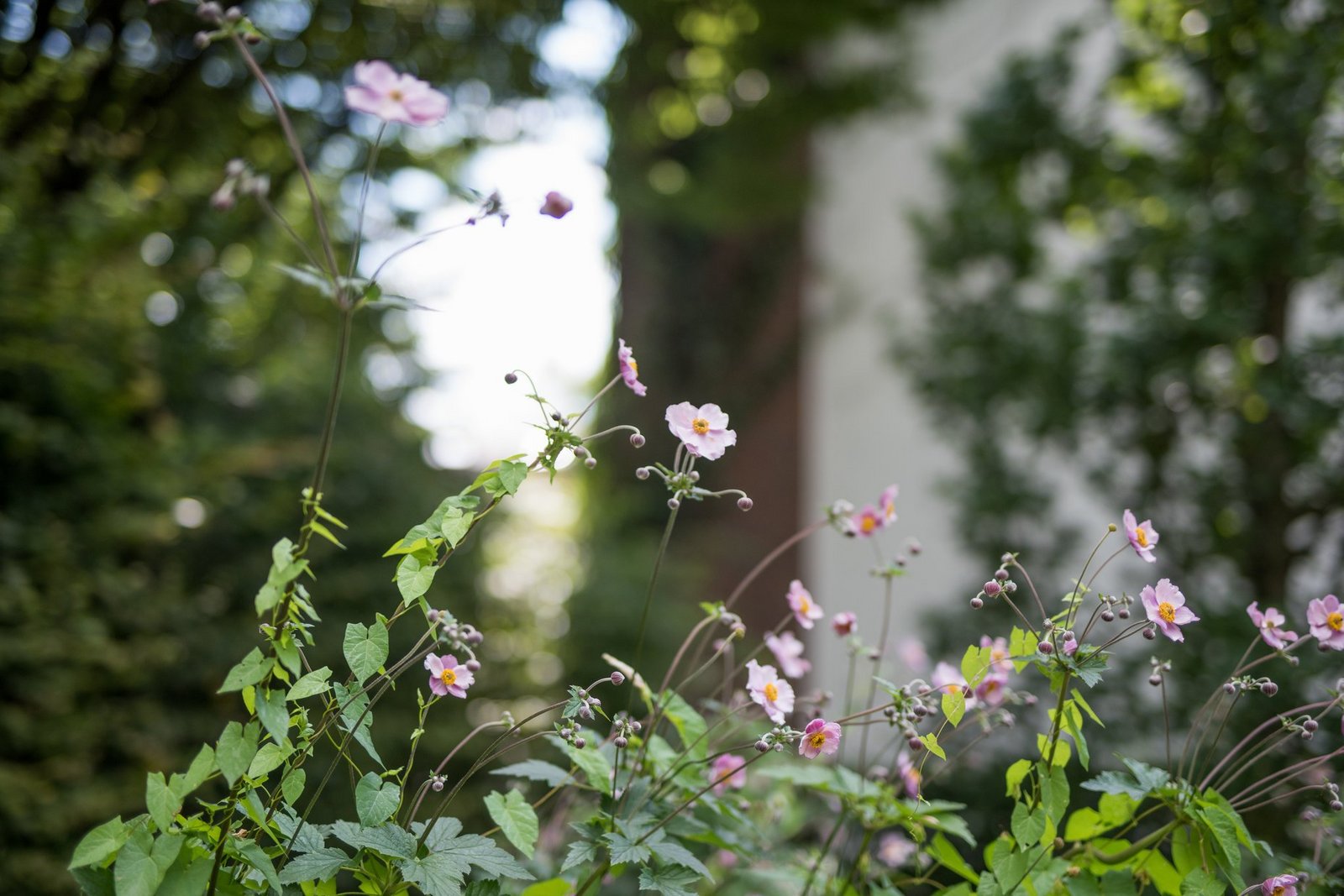 Die Farben dazwischen: Symbolbild, Blumen im Krankenhausgarten