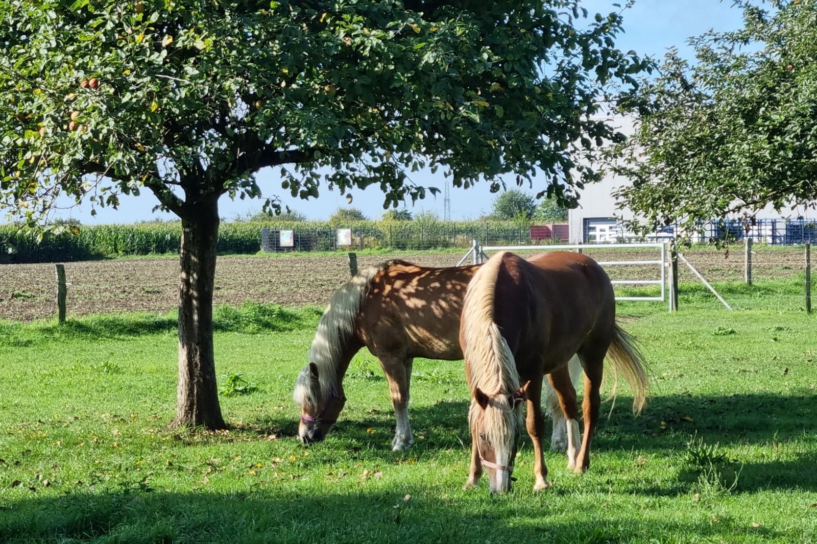 Fred und Kalle